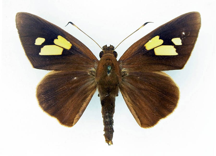 Adult male, upperside Erionota thrax (palm redeye, banana skipper, banana leafroller); adult male, upperside.
