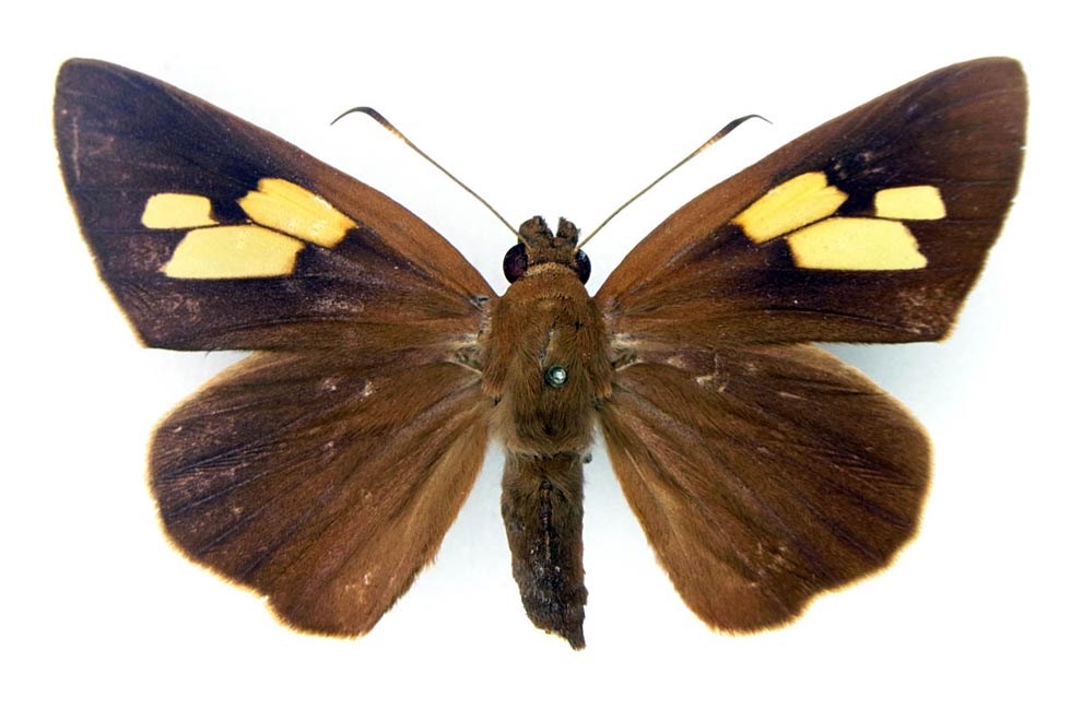 Adult female, upperside Erionota thrax (palm redeye, banana skipper, banana leafroller); adult female, upperside.