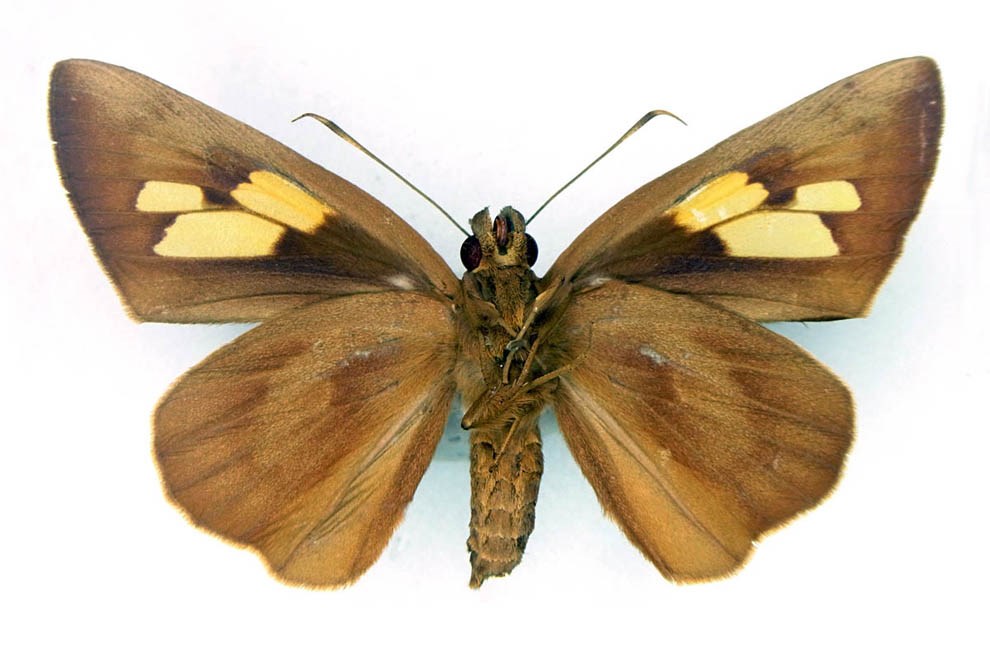 Adult female, underside Erionota thrax (palm redeye, banana skipper, banana leafroller); adult female, underside.