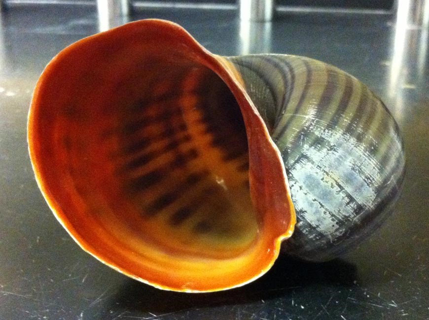 Shell Pomacea maculata (island apple snail); aperture view of large shell that has been cleaned and briefly bleached. The lip of the shell prominently displays the characteristic orange color that helps distinguish this species.