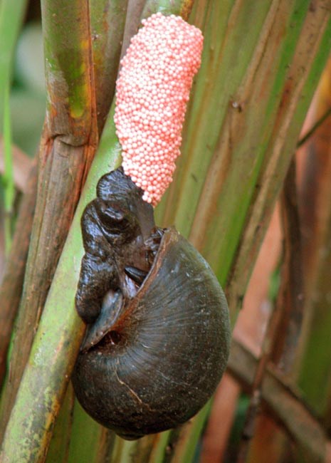 Snail ovipositing Pomacea maculata (island apple snail); laying a clutch of eggs in the early morning. Armand Bayou Nature Center, Houston, Texas. USA. August, 2008.
