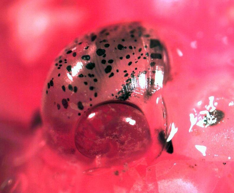 Hatchling Pomacea maculata (island apple snail); the visual perspective of a tiny (ca.1mm) hatchling starting out on its own in a sea of pink egg-mass.