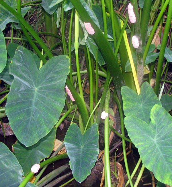 Egg clutches Pomacea maculata (island apple snail); numerous egg clutches laid on wild taro (Colocasia esculenta). August, 2008.