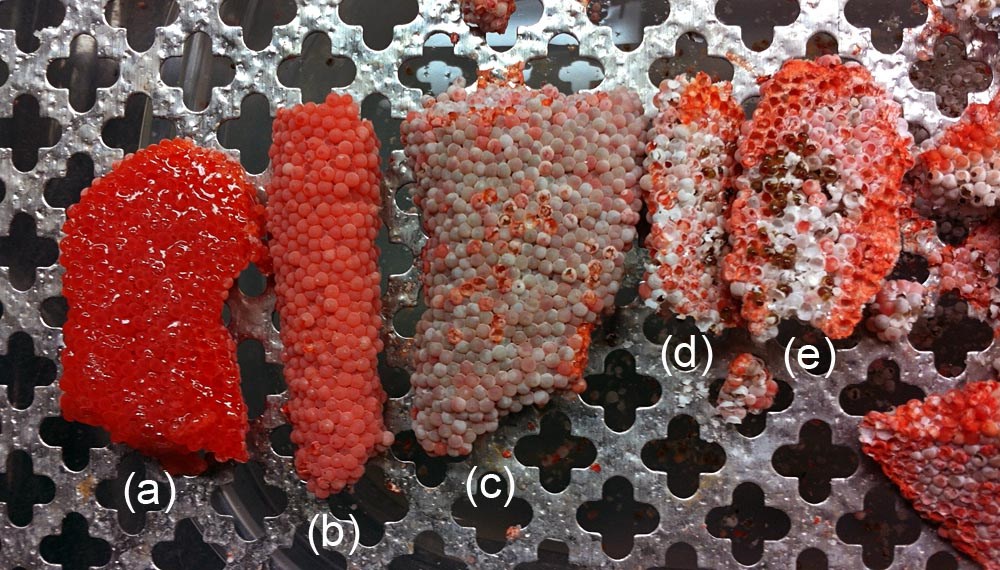 Egg clutches Pomacea maculata (island apple snail); egg clutches aligned in order based on developmental stage: (a) represents a recently laid set of eggs with a gelatinous nature as seen from a dorsal viewpoint. (b) what clutches look like after they have approximately 2 days to fully dry and set. (c) after one week, the pink eggs in the clutches transition to gray. (d) grey color eventually yields to white when the clutch will soon hatch. (e) shows small brown hatchlings ready to leave the clutch.