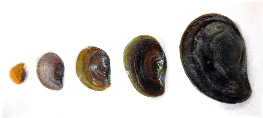 Opercula size Pomacea maculata (island apple snail); the increasing thickness of opercula as the snail increases in age and size.