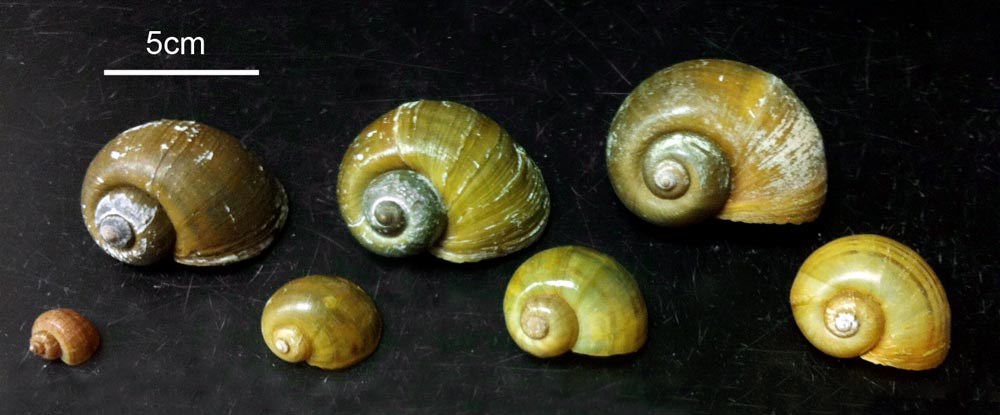 Shell size Pomacea maculata (island apple snail); lateral view of seven shells arranged by increasing size. The second and third shells represent early and late juveniles, respectively, as described in Burks et al. (2011). (Note scale)