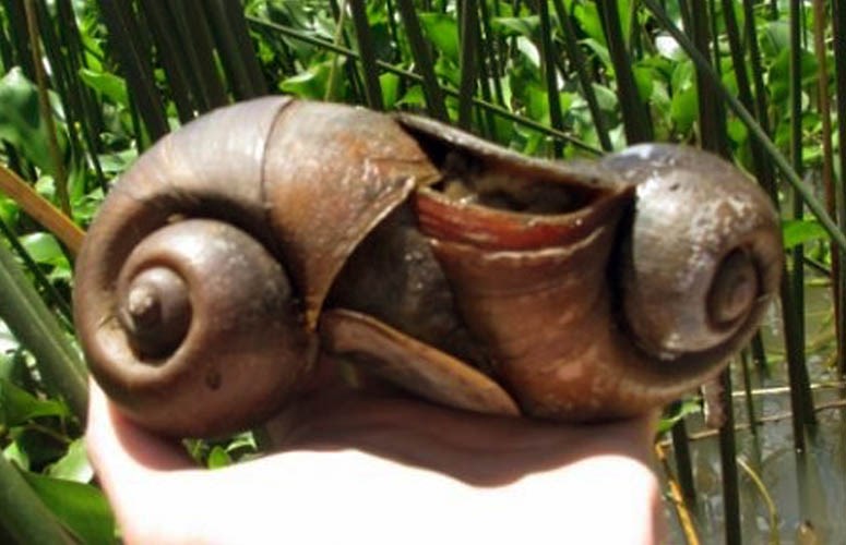 Mating pair Pomacea maculata (island apple snail); mating pair. Punta Gorda, Uruguay.