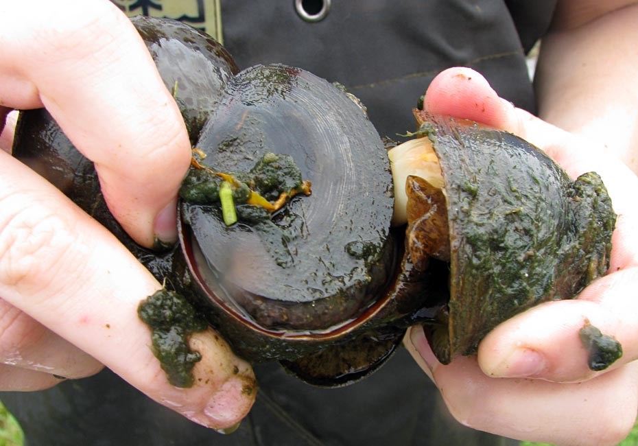 Mating pair Pomacea maculata (island apple snail); recently dislodged male and female mating pair, with visible male organ extended. Houston, Texas, USA. September, 2011.