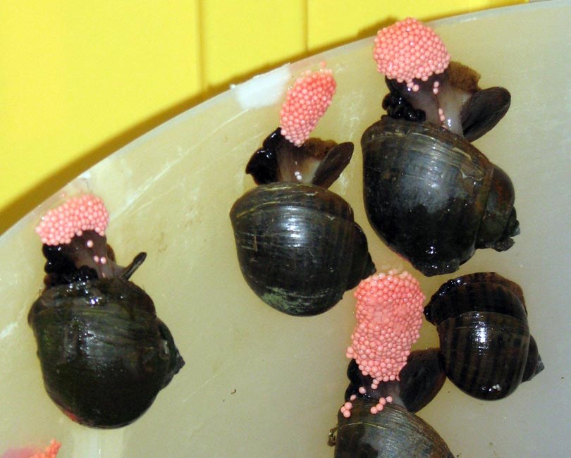 Oviposition Pomacea maculata (island apple snail); newly collected, medium-sized specimens, laying pink egg clutches.