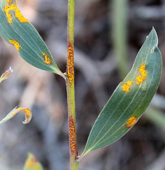 Symptoms Myrtle rust infecting leaves and stems of Melaleuca quinquenervia. Australia, August 2013.