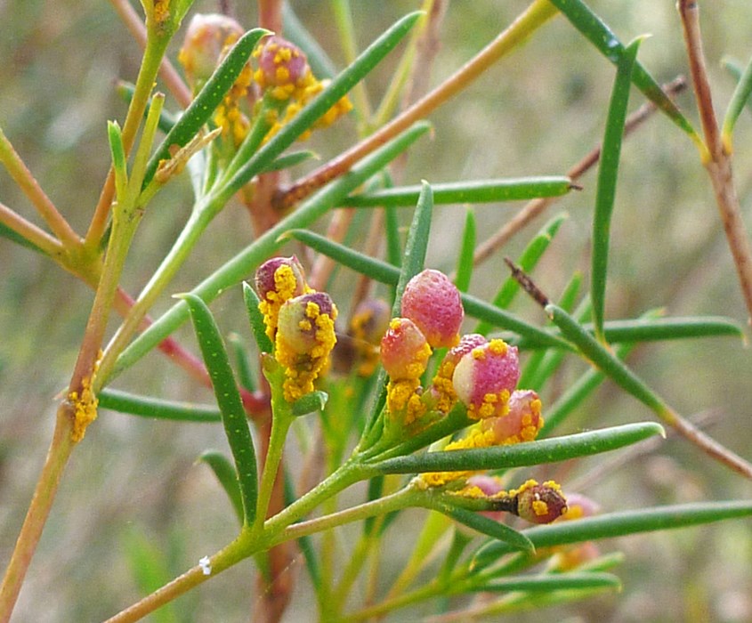 Symptoms Myrtle rust infecting flowers and stems of Chamelaucium uncinatum (Geraldton wax), Australia, June 2012.