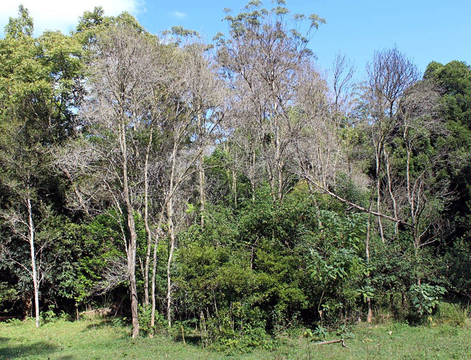 Symptoms Dieback due to myrtle rust on Rhodomyrtus psidioides. Australia, June 2014.