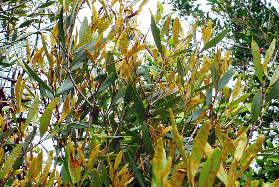 Symptoms Myrtle rust causing severe infection on endangered Rhodamnia angustifolia. Australia, January 2012.