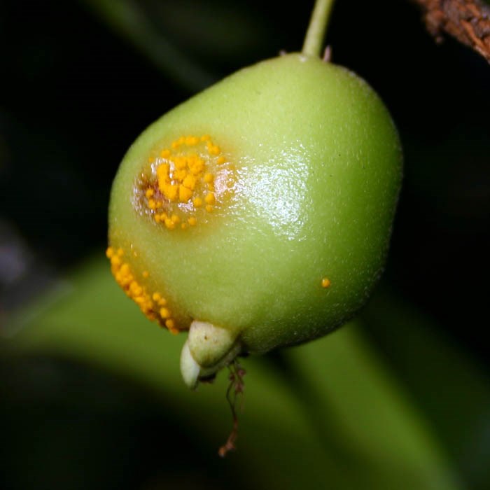 Symptoms Myrtle rust infecting fruit of Eugenia reinwardtiana. Australia, May 2011.