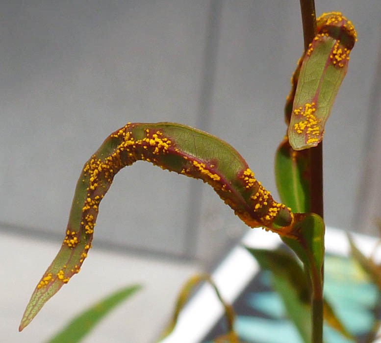 Symptoms Myrtle rust infecting seedling of Eucalyptus curtisii. Australia, December 2013.