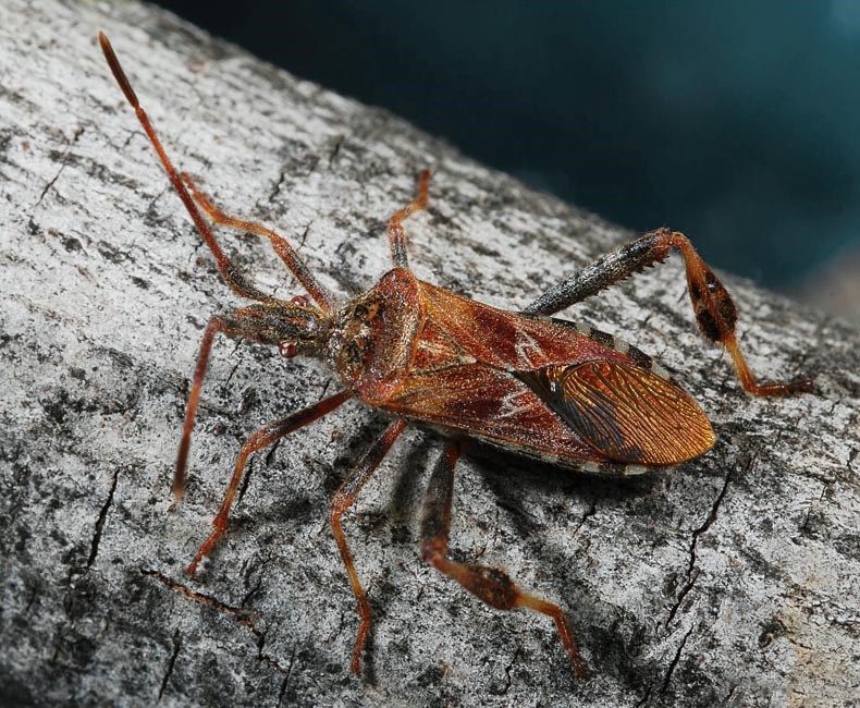 Adult Leptoglossus occidentalis (western conifer-seed bug); adult. Lakewood, Colorado, USA. (first detected in the UK during 2007 - http://www.britishbugs.org.uk/heteroptera/Coreidae/Leptoglossus_occidentalis.pdf)