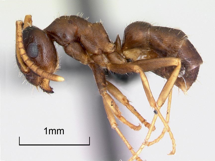 Worker, museum set specimen. Lasius neglectus (invasive garden ant); worker, museum set specimen. Origin, Belgium. First discovered in the United Kingdom at Hidcote Manor, Gloucestershire (August, 2009), the invasive garden ant is native to eastern Asia.