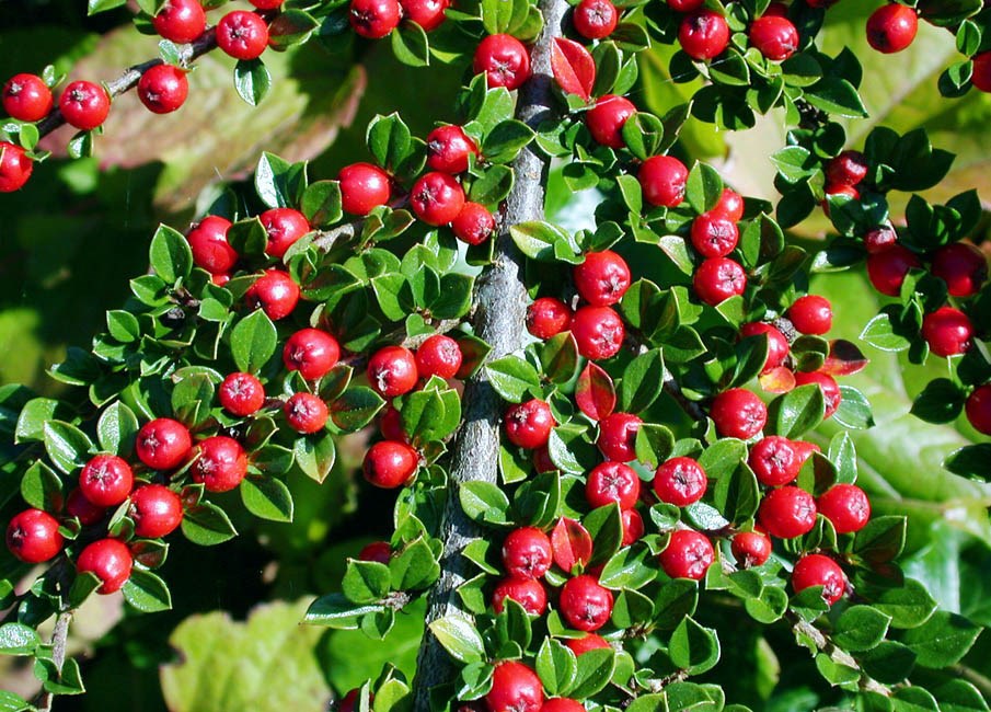 Branch with fruits Cotoneaster horizontalis (rock cotoneaster); close-up of fruiting shoot.