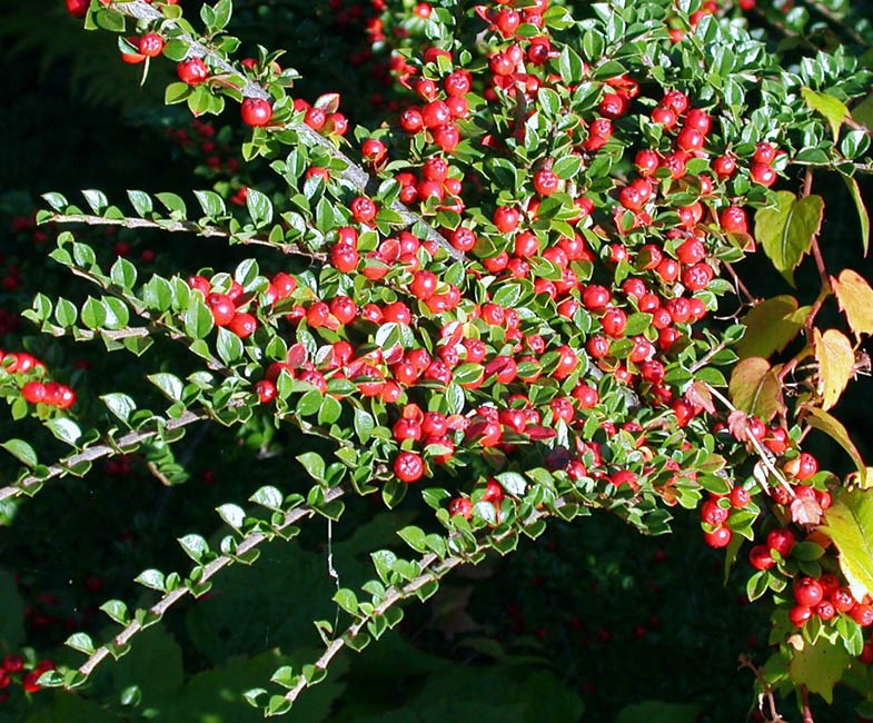 Branch with fruits Cotoneaster horizontalis (rock cotoneaster); typical fruiting shoot.