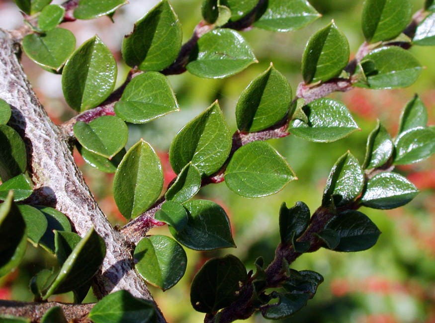 Leaves Cotoneaster horizontalis (rock cotoneaster); close-up of branch, showing leaves.