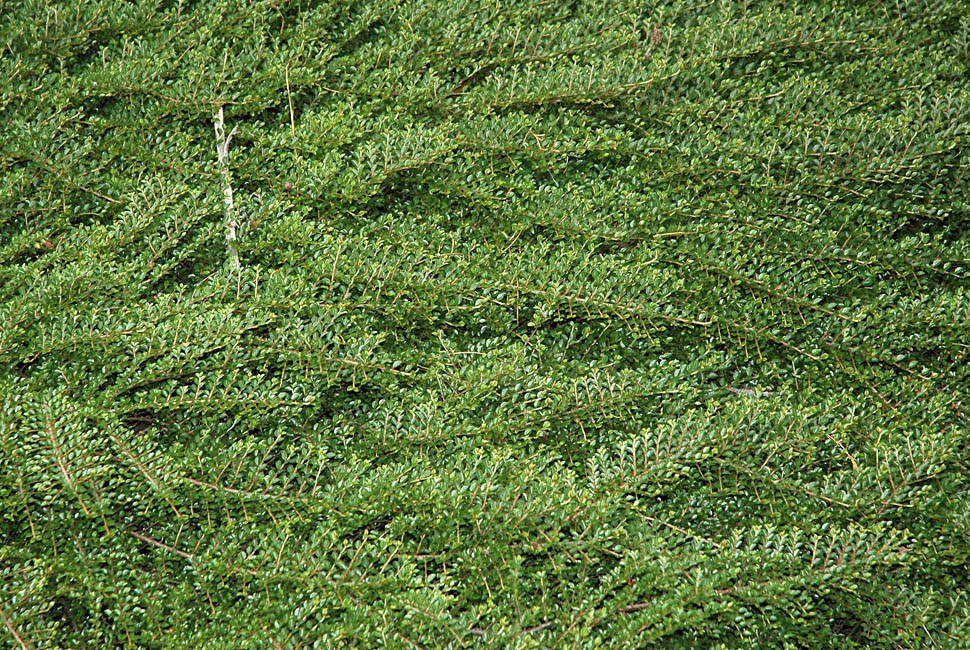 Smothering habit Cotoneaster horizontalis (rock cotoneaster); mass of vegetative growth.
