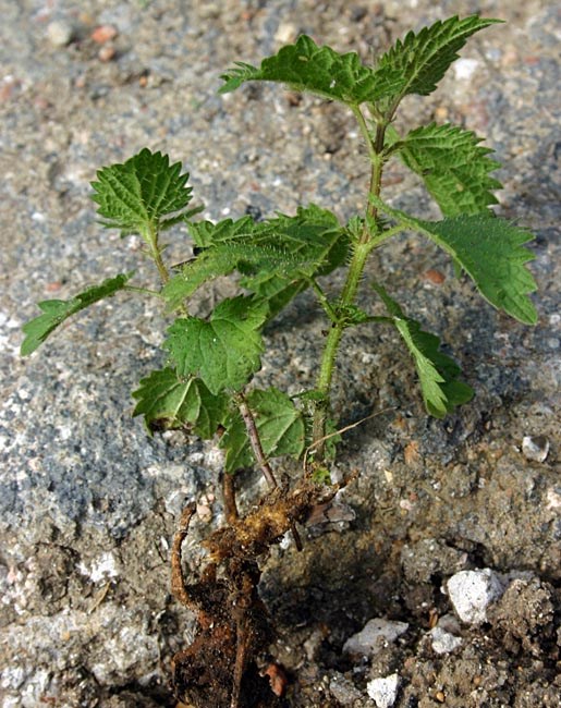 New shoots Urtica dioica (stinging nettle); new shoots growing from a rhizome section.