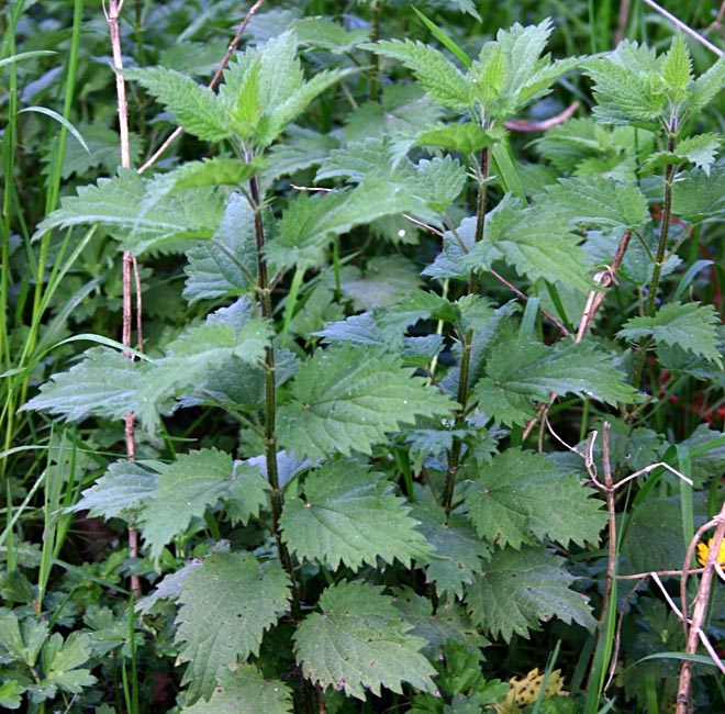 Young vegetative shoots Urtica dioica (stinging nettle); young vegetative shoots.