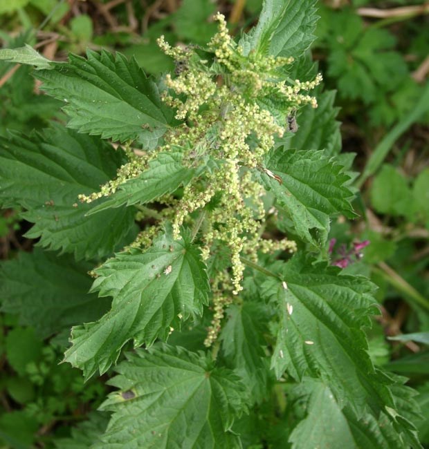 Flowering shoot Urtica dioica (stinging nettle); flowering shoot.