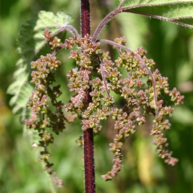 Inflorescence Urtica dioica (stinging nettle); close-up of inflorescence.