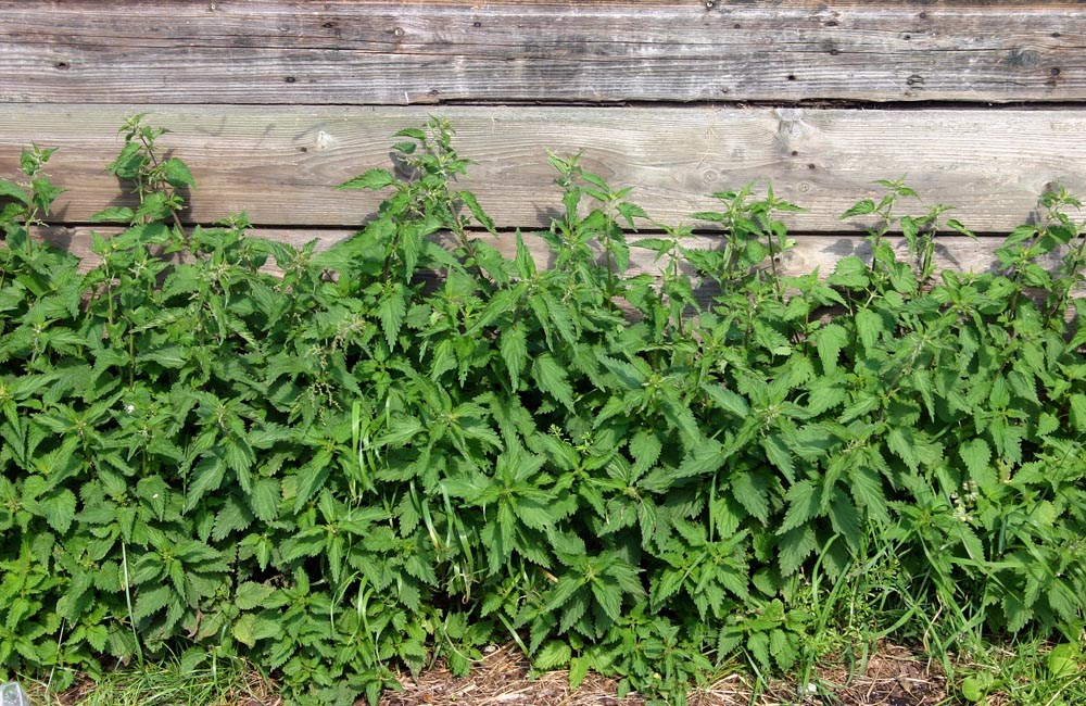 Habit Urtica dioica (stinging nettle); common nettle shoots along a wall base.