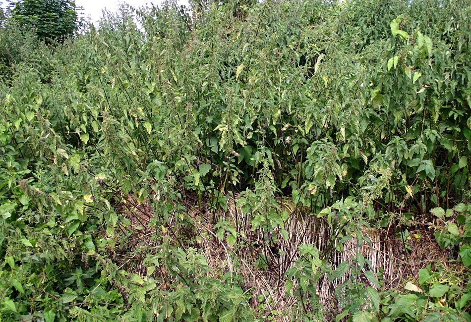 Habit Urtica dioica (stinging nettle); large patch of a dense monoculture of common nettles.