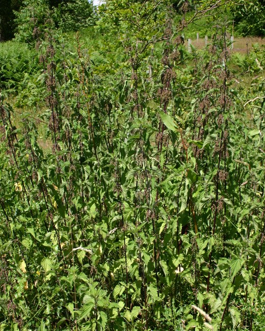 Late season monoculture Urtica dioica (stinging nettle); late season monoculture of common nettles.