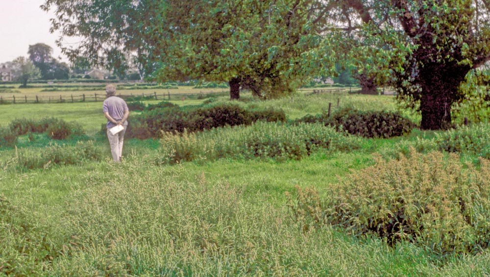Habit Urtica dioica (stinging nettle); colonies in an English pasture.