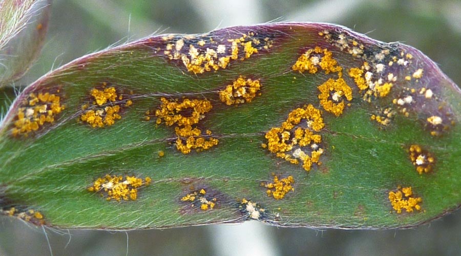 Puccinia psidii on Melaleuca quinquenervia Puccinia psidii on Melaleuca quinquenervia in Australia. July, 2011.