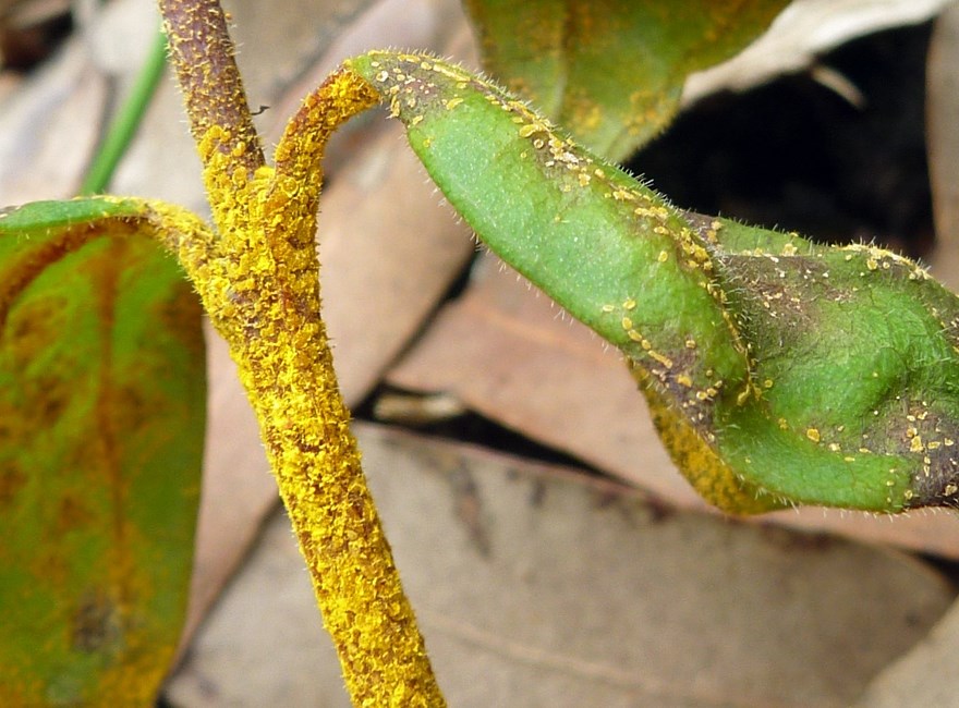 Puccinia psidii on Rhodamnia rubescens Cloe-up of Puccinia psidii on seedling of Rhodamnia rubescens in Australia. November, 2010.
