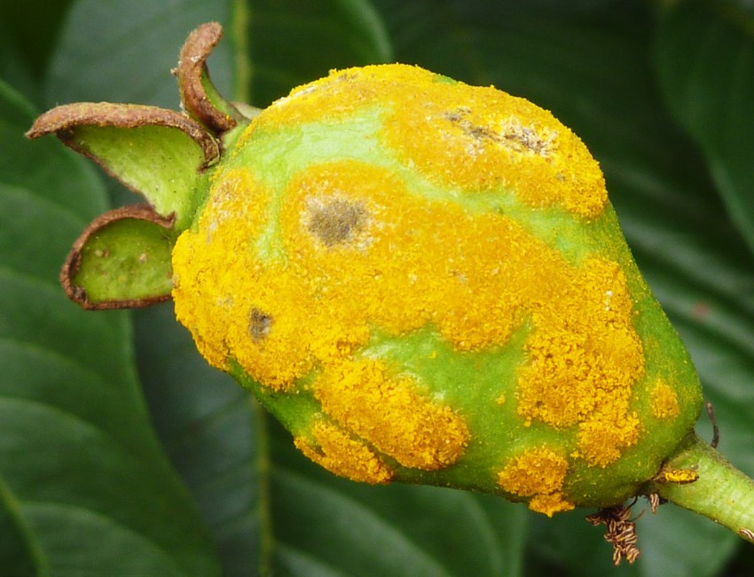 Puccinia psidii on guava Puccinia psidii on guava (Psidium guajava) fruit in Brazil. April, 2012.