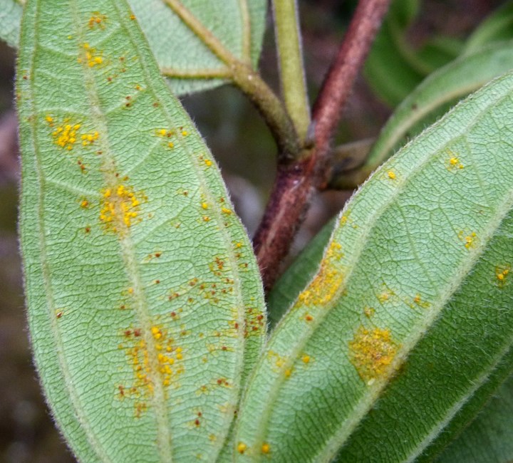 Urediniospores and teliospores Urediniospores (yellow) and teliospores (brown) of Puccinia psidii on Rhodamnia rubescens in Australia. March, 2011.