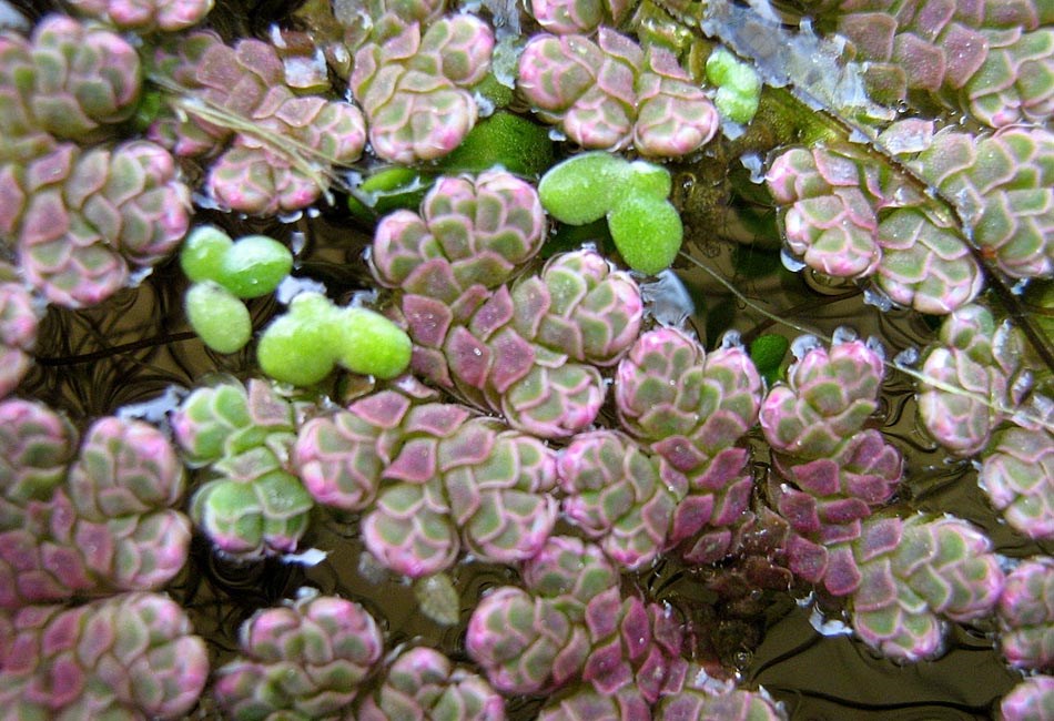Habit Azolla filiculoides (water fern); habit, clogging water surface. (note several Lemna minor plants also present)