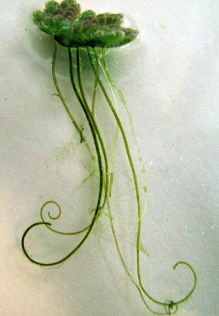 Single plant showing roots Azolla filiculoides (water or fairy fern); plant showing the roots.