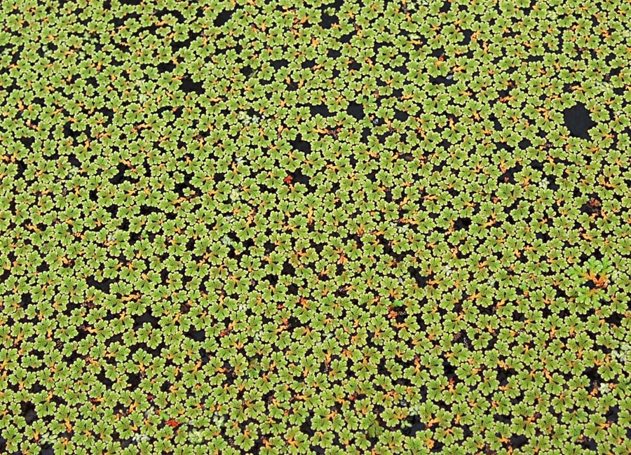 Habit Azolla filiculoides (water fern); habit, clogging water surface. UK, 2006.