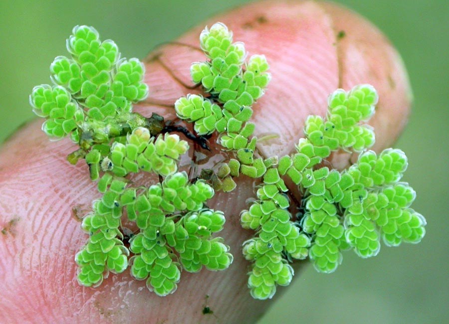 Azolla filiculoides (water fern)