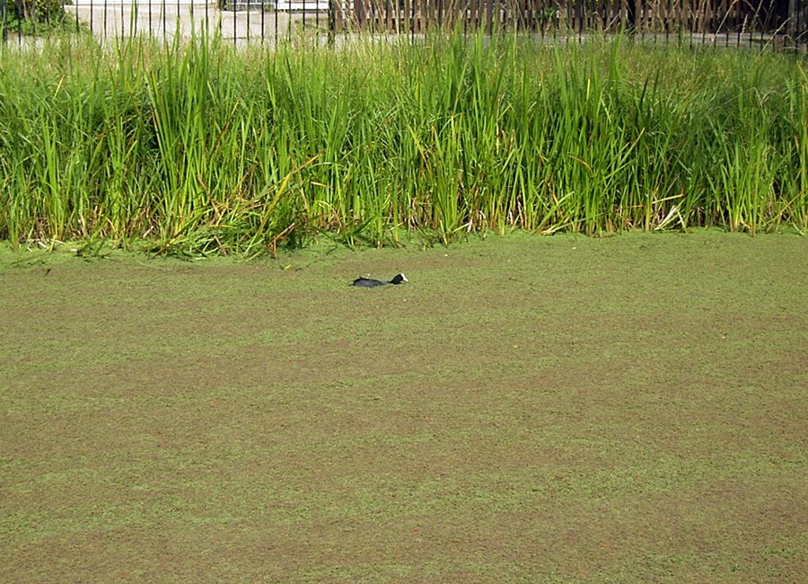 Habit Azolla filiculoides (water fern); habit, clogging water surface. Note Coot (Fulica atra) struggling to swim through the infestation. UK, 2003.