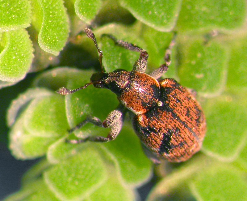 Bio-control agent Stenopelmus rufinasus, a weevil (Coleoptera, beetle) used as a bio-control for A. filiculoides.