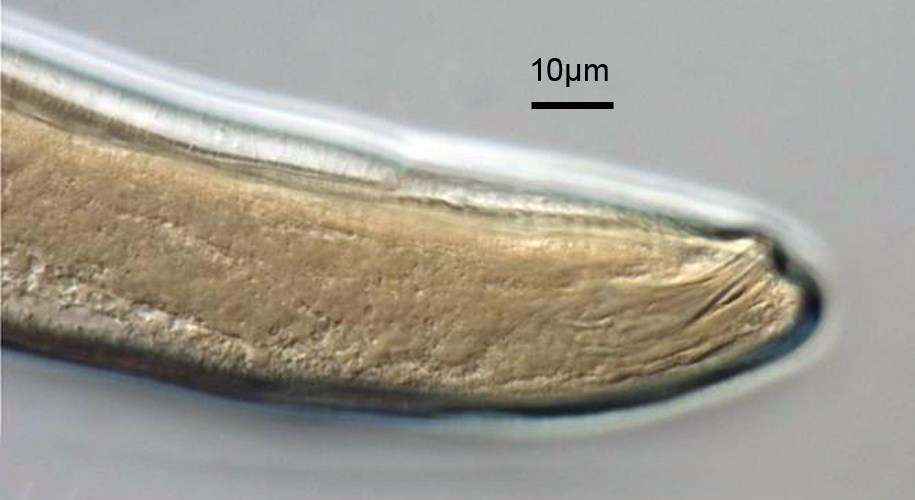 Male Meloidogyne incognita (root-knot nematode); male, spicule.