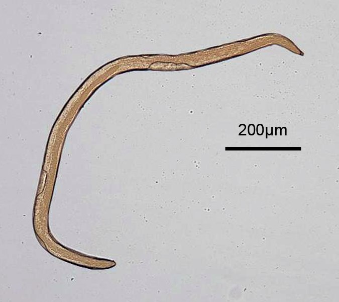 Male Meloidogyne incognita (root-knot nematode); male, full body image.