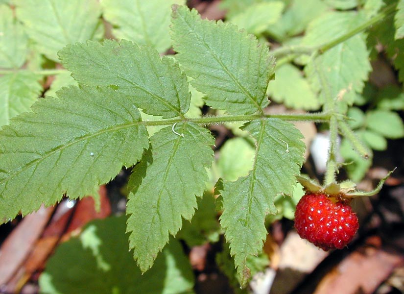 Fruit and leaves Rubus rosifolius (roseleaf raspberry, thimbleberry, olaa); fruit and leaves. Makawao Forest Reserve, Maui, Hawaii, USA. April, 2003.