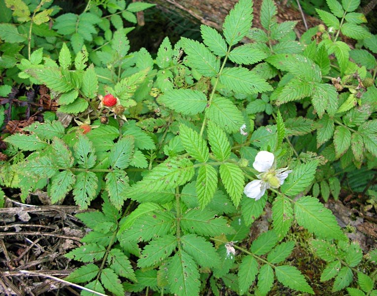Habit Rubus rosifolius (roseleaf raspberry, thimbleberry, olaa); habit, showing flowers and fruits. Polipoli, Maui, Hawaii, USA. December, 2004.