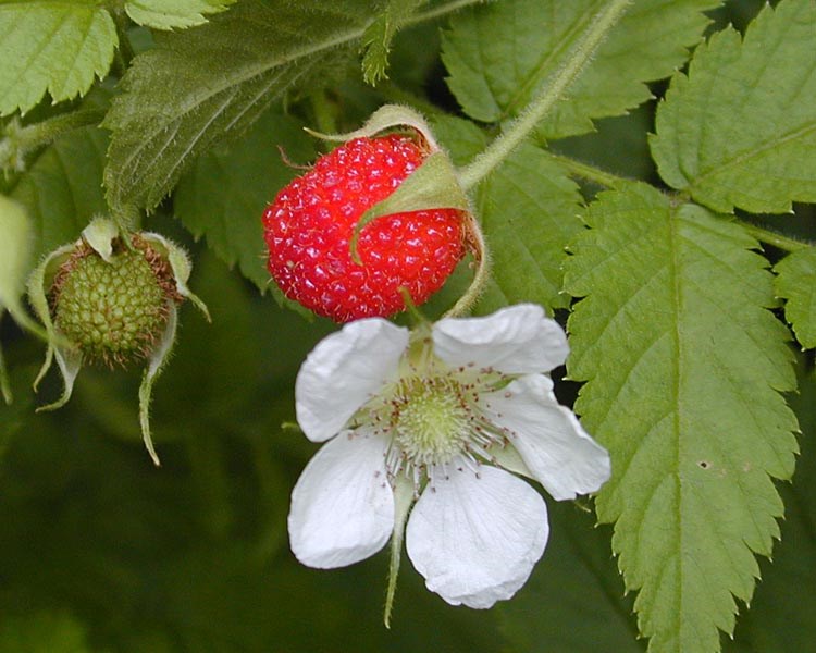 Flower and fruit Rubus rosifolius (roseleaf raspberry, thimbleberry, olaa); flower and fruit. Hana Hwy, Maui, Hawaii, USA. August, 2002