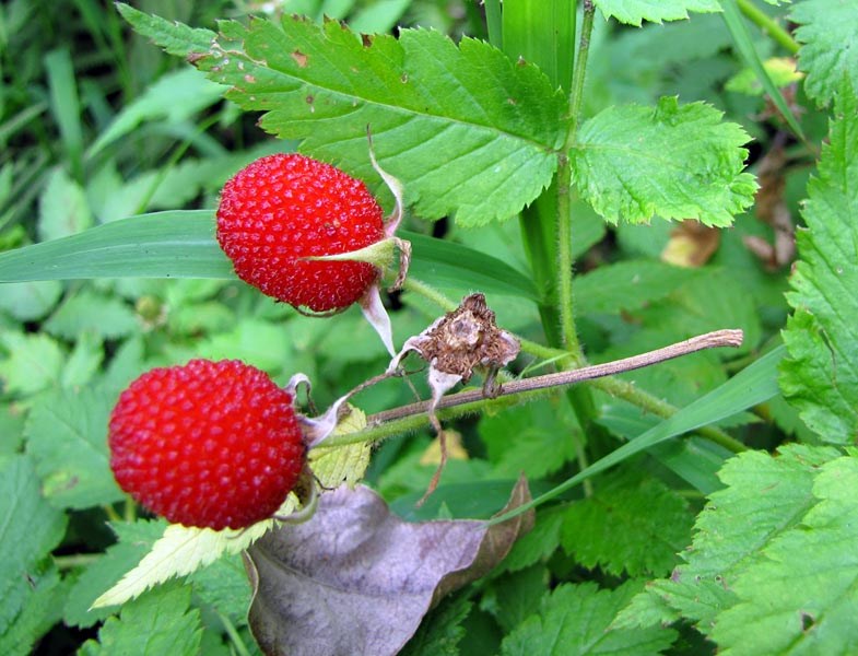 Ripe fruit Rubus rosifolius (roseleaf raspberry, thimbleberry, olaa); ripe fruit and leaves. Honokowai Ditch Trail, Maui, Hawaii, USA. June, 2010.