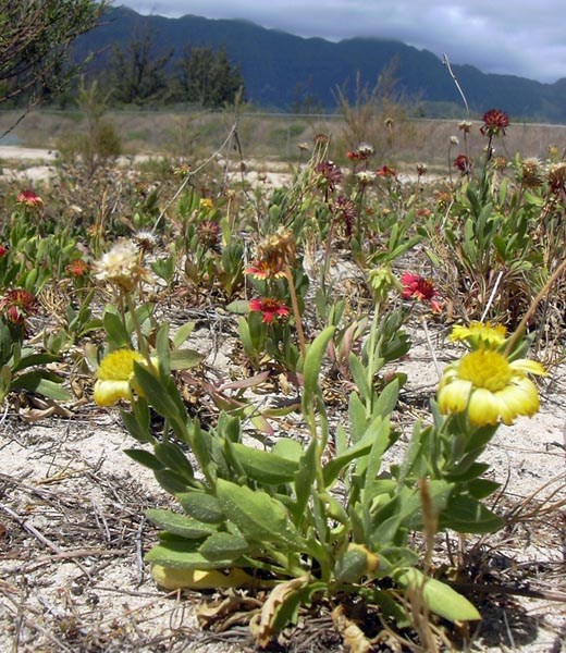 Habit and flowers Gaillardia pulchella (indian blanket, melekula wai kahuli, waikahuli); habit and yellow flowers. Waimanalo, Oahu, Hawaii, USA. July, 2004.